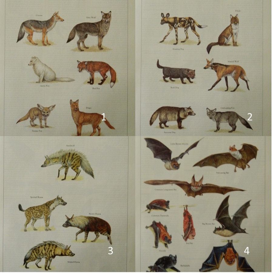 Vintage Animal Prints / Animal Illustrations / Encyclopedia of