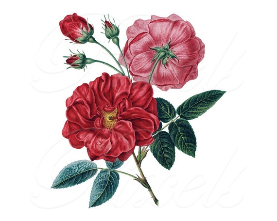 clipart di rose - photo #2