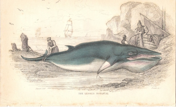 Whale Art Decor 1837 Vintage Whale Print THE LESSER