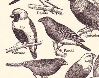 Antique French Print Dictionary Page 1920s Illustration Songbirds Small bird engravings