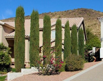 500 Italian Cypress Tree Seeds, Cupressus sempervirens, stricta