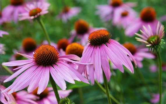purple coneflower seeds purple coneflower seeds