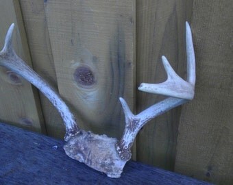 Vintage Antlers Deer Rack Shed Buck Point Hunting Rustic Cabin Lodge Decoration hook hat coat Man Cave Chandelier Wall Mount Unusual Gift
