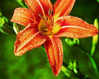 Oriental lilies | Etsy