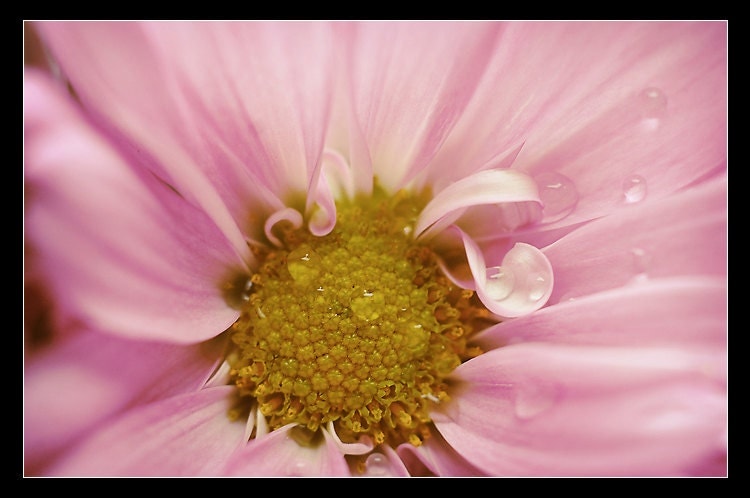 Pink Daisy Flower Photograph Pastel Daisy by InLightImagery