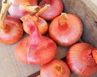 Red Cipollini Onion Seeds, Heirloom Seeds