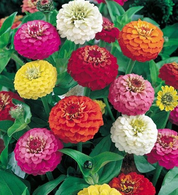 pom zinnias pom Seeds, Seeds  Zinnia Lilliput Mixed Heirloom Mix Zinnia 50    Dwarf