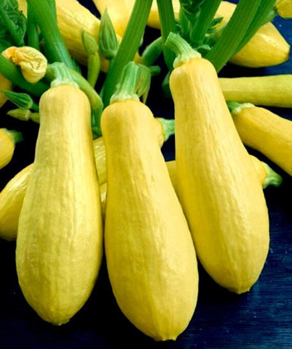 35 Heirloom Summer Squash Seeds Early Prolific by BeanAcresSeeds