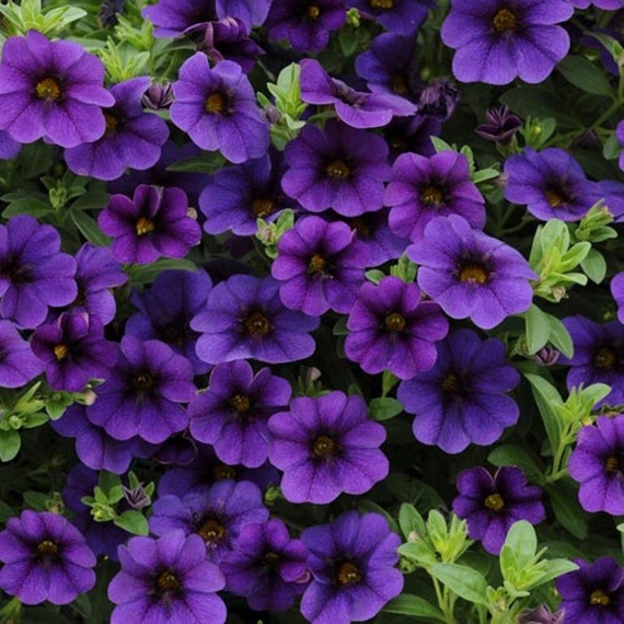 Calibrachoa Kabloom Deep Blue flowers seeds The first