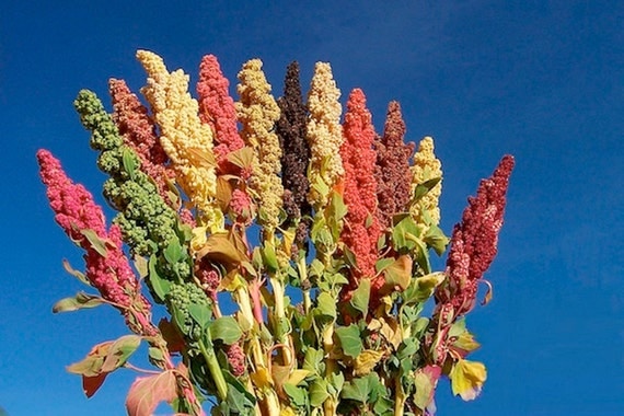 Quinoa plant Seeds - Chenopodium quinoa - Brightest Brilliant Rainbow - Hot pink to royal burgundy, red, orange, yellow, white, green,