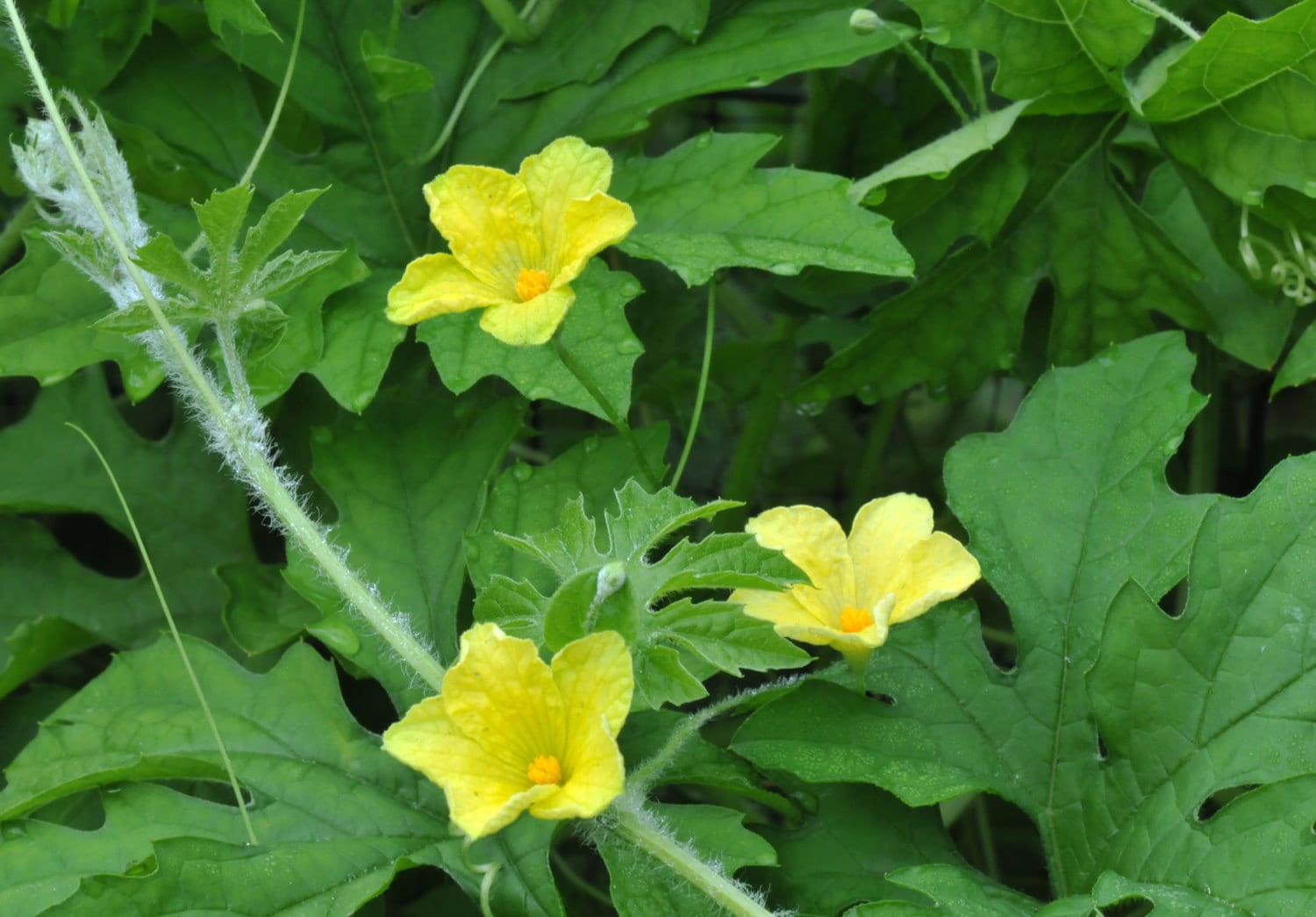 BIG SALE JAMAICAN Cerasee SeedsBitter MelonMomordica