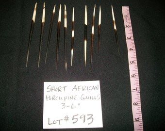 10 African Porcupine Quill 3-6" (short) (#593)