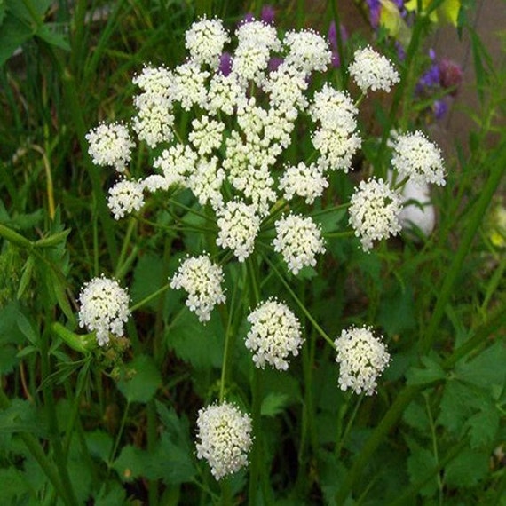 Anise Herb Seeds Pimpinella Anisum 100Seeds