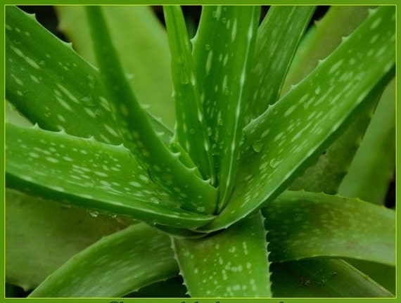Aloe Vera Barbadensis Miller Medicinal Natural Healing Plant