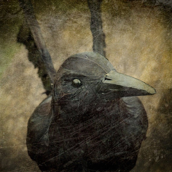 Items similar to Black Raven Photograph, Gothic Home Decor, Fine Art ...