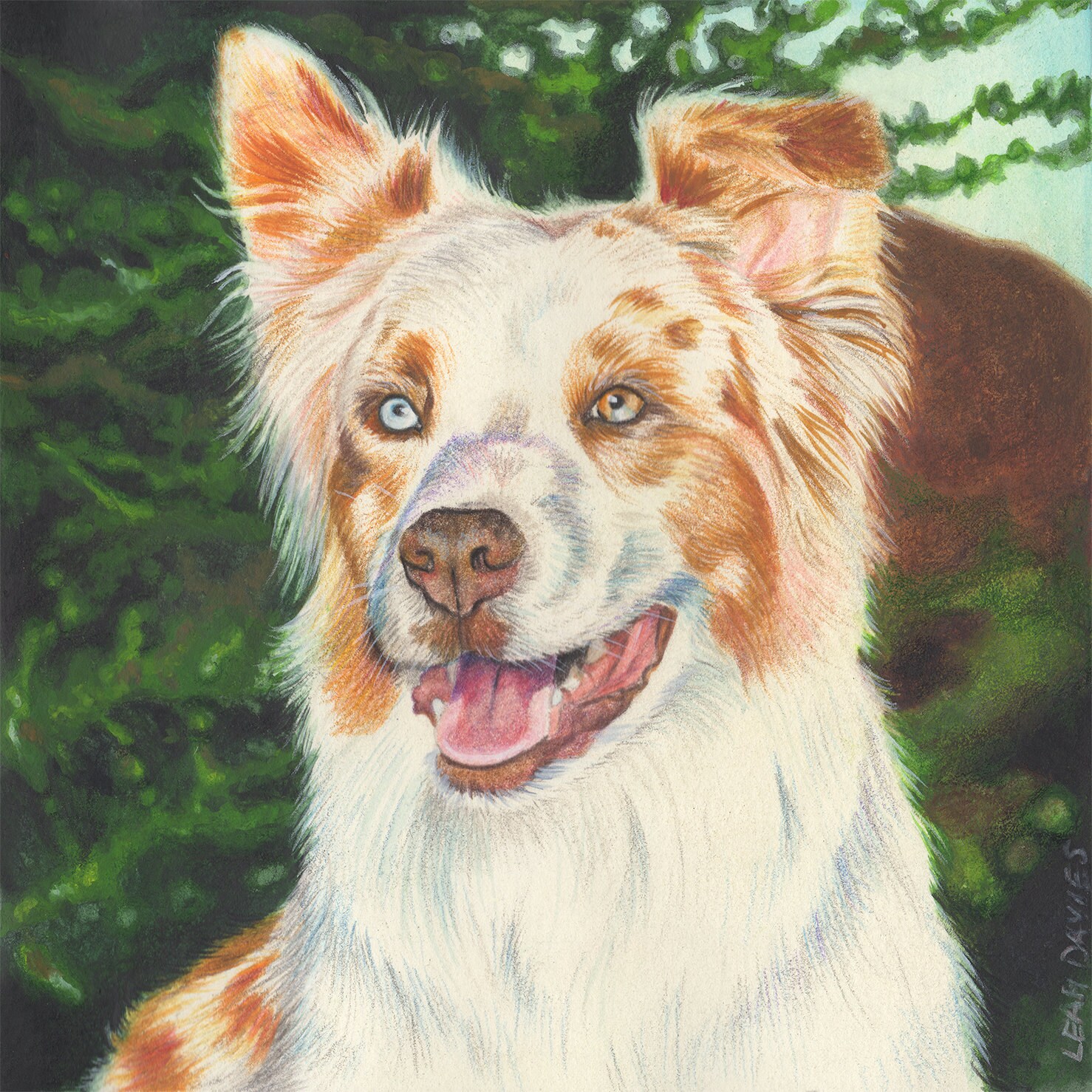 Custom Pet Portrait in Colored Pencil 10x10