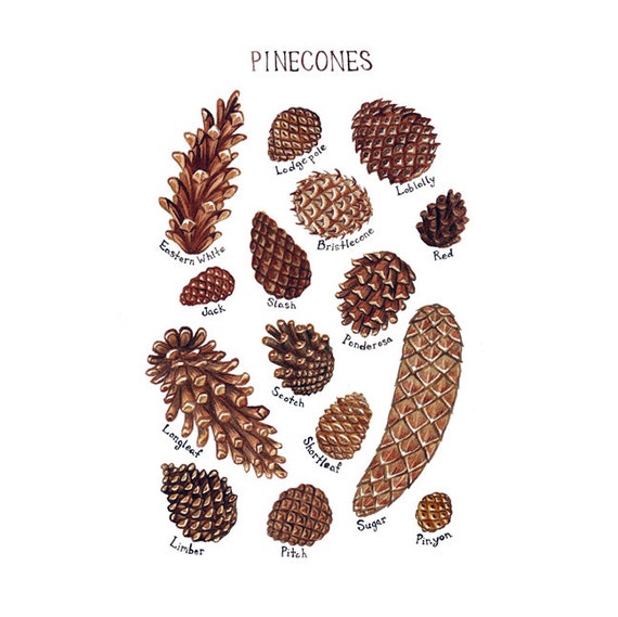 Pine Cones Field Guide Art Print / Watercolor Painting / Wall