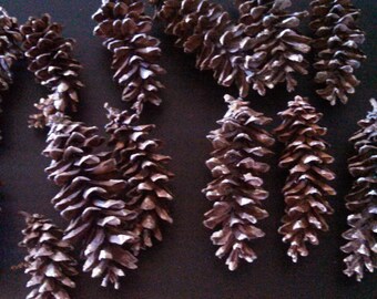14 Large Pine cones/ pinecones/ wreath supplies/ natural supplies/ destash lot / craft supplies/ seasonal/ christmas decoration