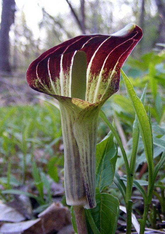 JackinthePulpit Plant Arisaema triphyllum 3 by HirtsGardens