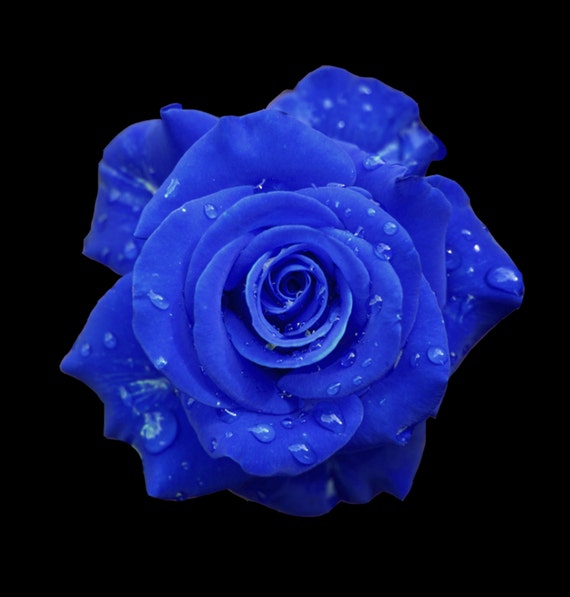 Twin Peaks Blue Rose hair clip by WildMire on Etsy