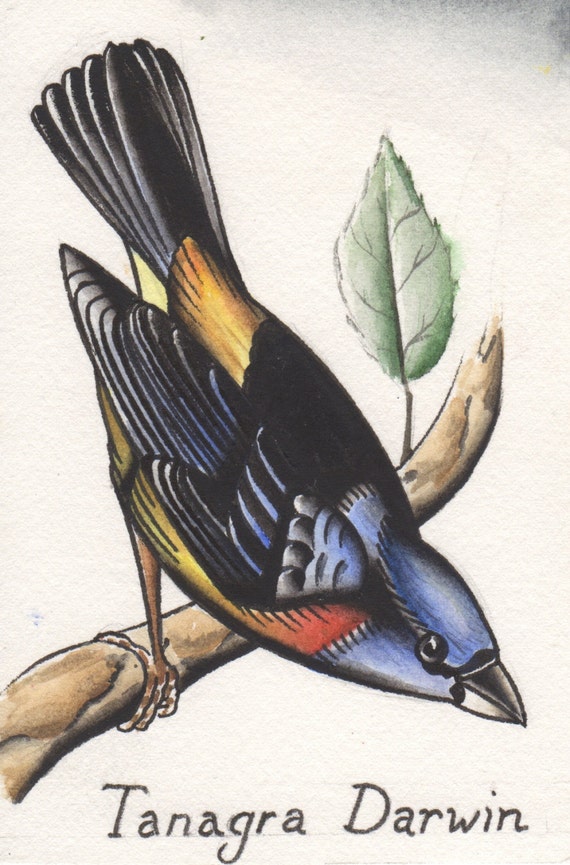 15+ The Origin Of Species The Beak Of The Finch PNG