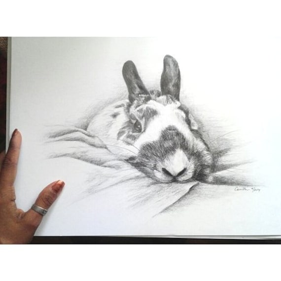 Pencil Drawing of a Bunny Rabbit on White Bristol Board