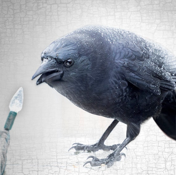 Karaoke Crow Singing in the Rain with Antique by junehunter