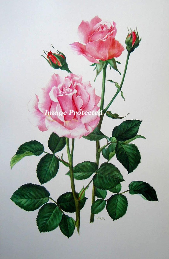 Items similar to Print FREE SHIP Pink Roses Half Yard Long Rose CP119 ...