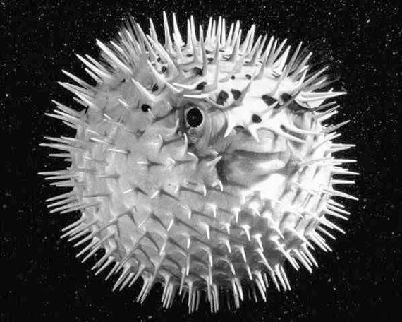 Puffer Fish Spiky Sphere Unusual Round Sea by EclecticForest