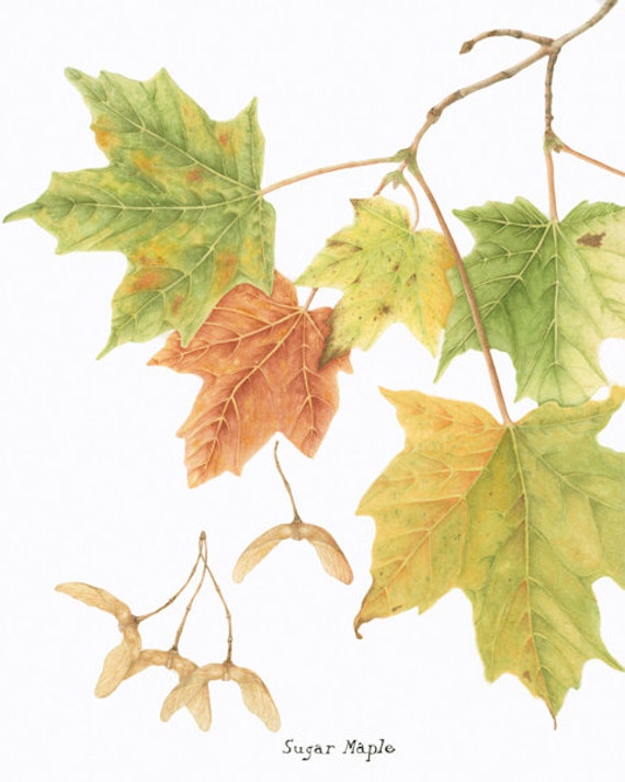 Sugar Maple BOTANICAL GICLEE PRINT