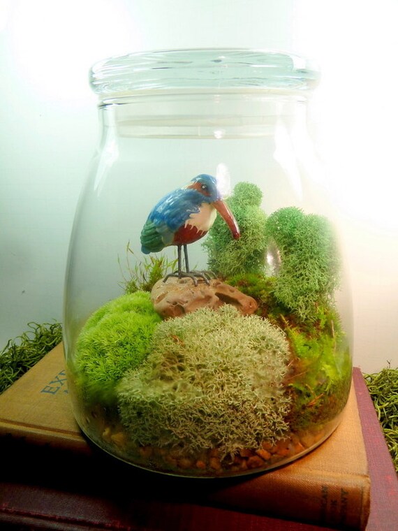 TERRARIUM Extra Large VIBE JAR Bird Moss Nice by MossTerrariums