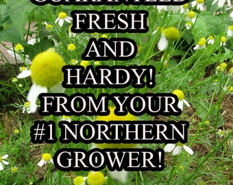 Chamomile German Seed-Organic Heirloom Herb Seed