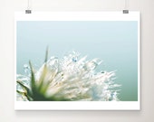 winter photograph, dandelion photograph, blue, green, ombre, morning, dew, rain, reflections, soft, nature photography, winter, white