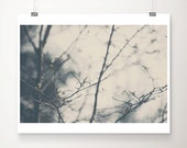 magnolia tree photograph, winter photograph, winter, white, grey, black, cold, nature photography, magnolia, tree