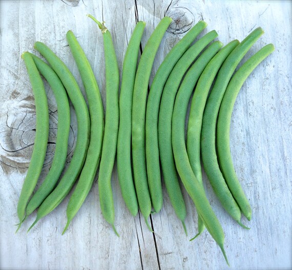 French Filet Bush Bean Organic Heirloom Tavera by