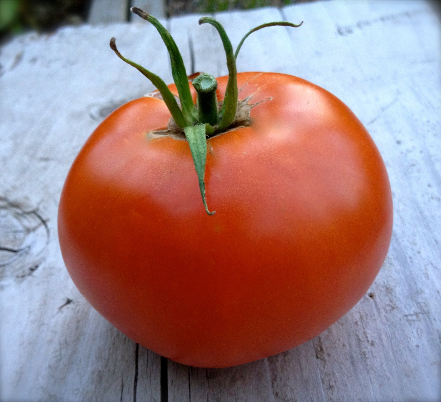 SALE Red Siberian Tomato Seeds Rare Heirloom Cool Climate