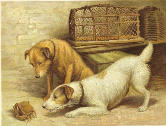 Antique 1906 Edwardian Print  Two Mongrel Dogs Rough Haired Watching Crab Scuttle Lobster Pot Book Plate Book Illustration