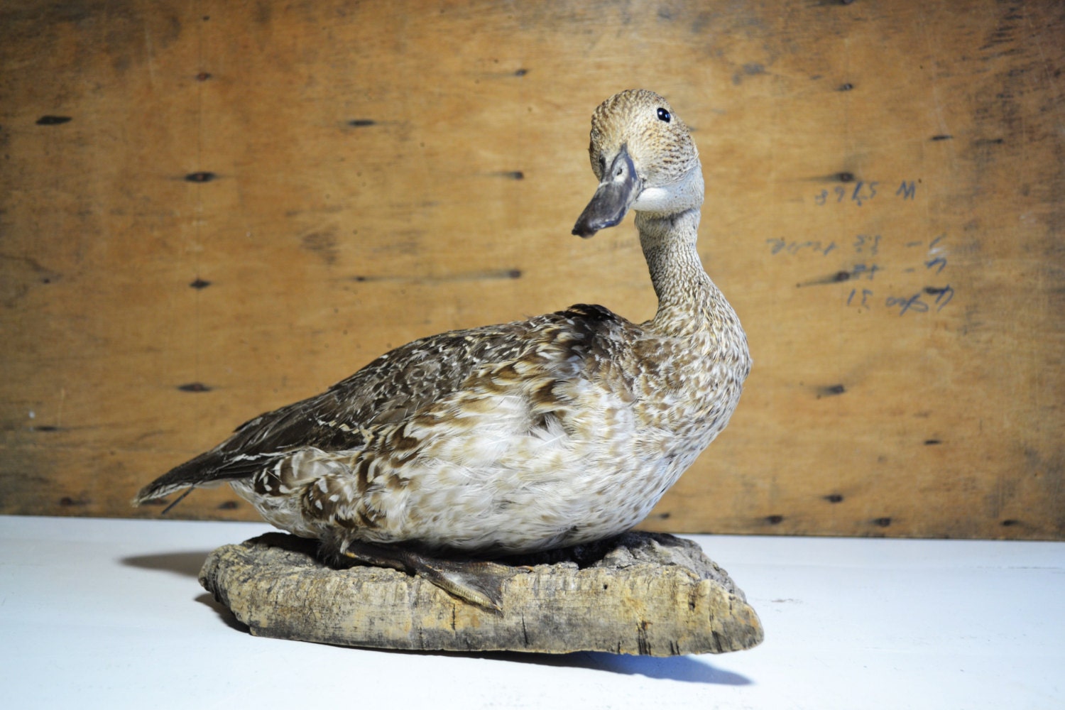 Vintage Taxidermy Real Duck by andthebigbadwolf on Etsy