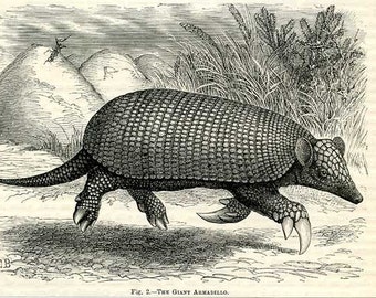 The Giant Armadillo, Antique Wood Engraving, 1880s, Very Detailed, Lovely Condition