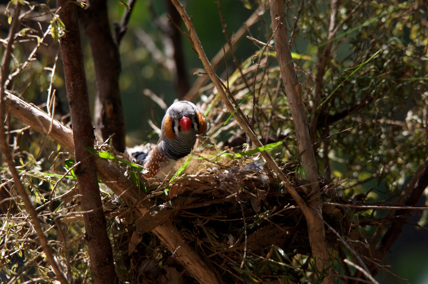 Nesting Zebra Finch