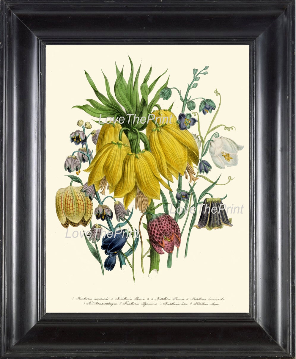 BOTANICAL PRINT Loudon Flower Art 17 Beautiful Large Yellow