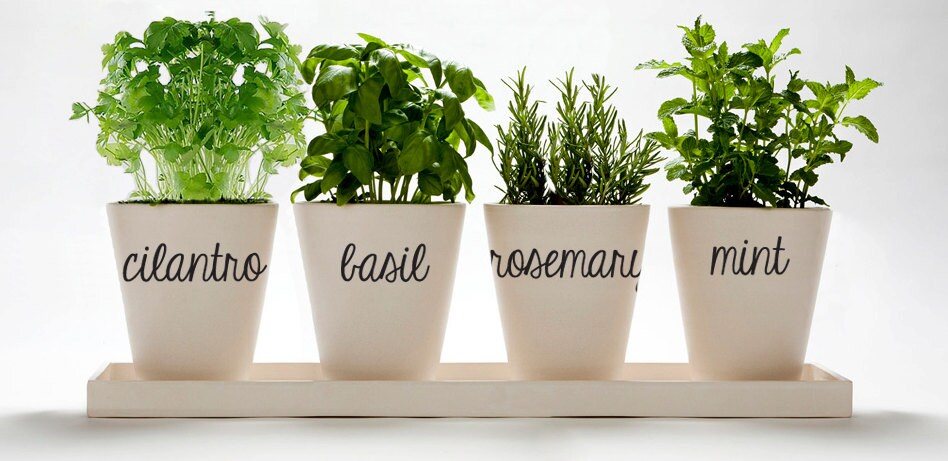 4 Herb Sticker Decals for Flower Pots Gardens by ZestyGraphics