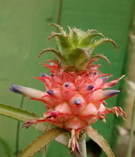 Rare & Intriguing DWARF PINEAPPLE BROMELIAD by DancingWithNature