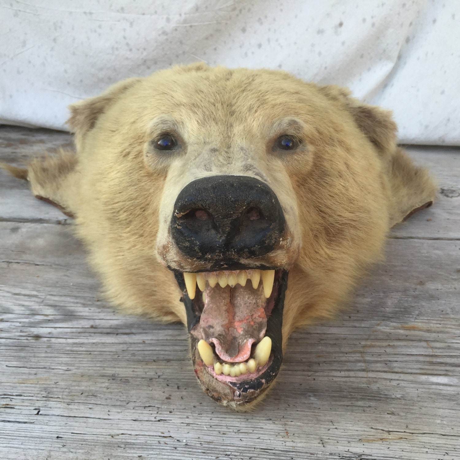 taxidermy bear head