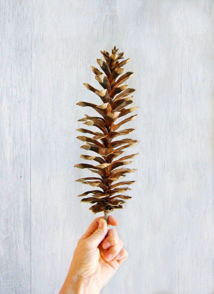 6 Extra Long Pine Cones 10 12 Big Pine Cone Natural