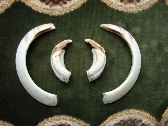 set of 4 Real Wild Boars’ Tusk Genuine East Europe by Luckytage