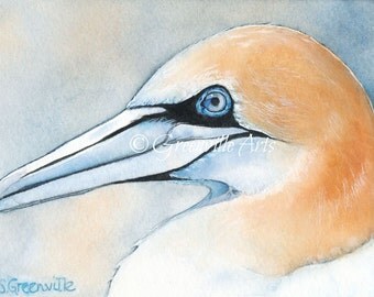 5x7 Northern Gannet print of watercolor painting
