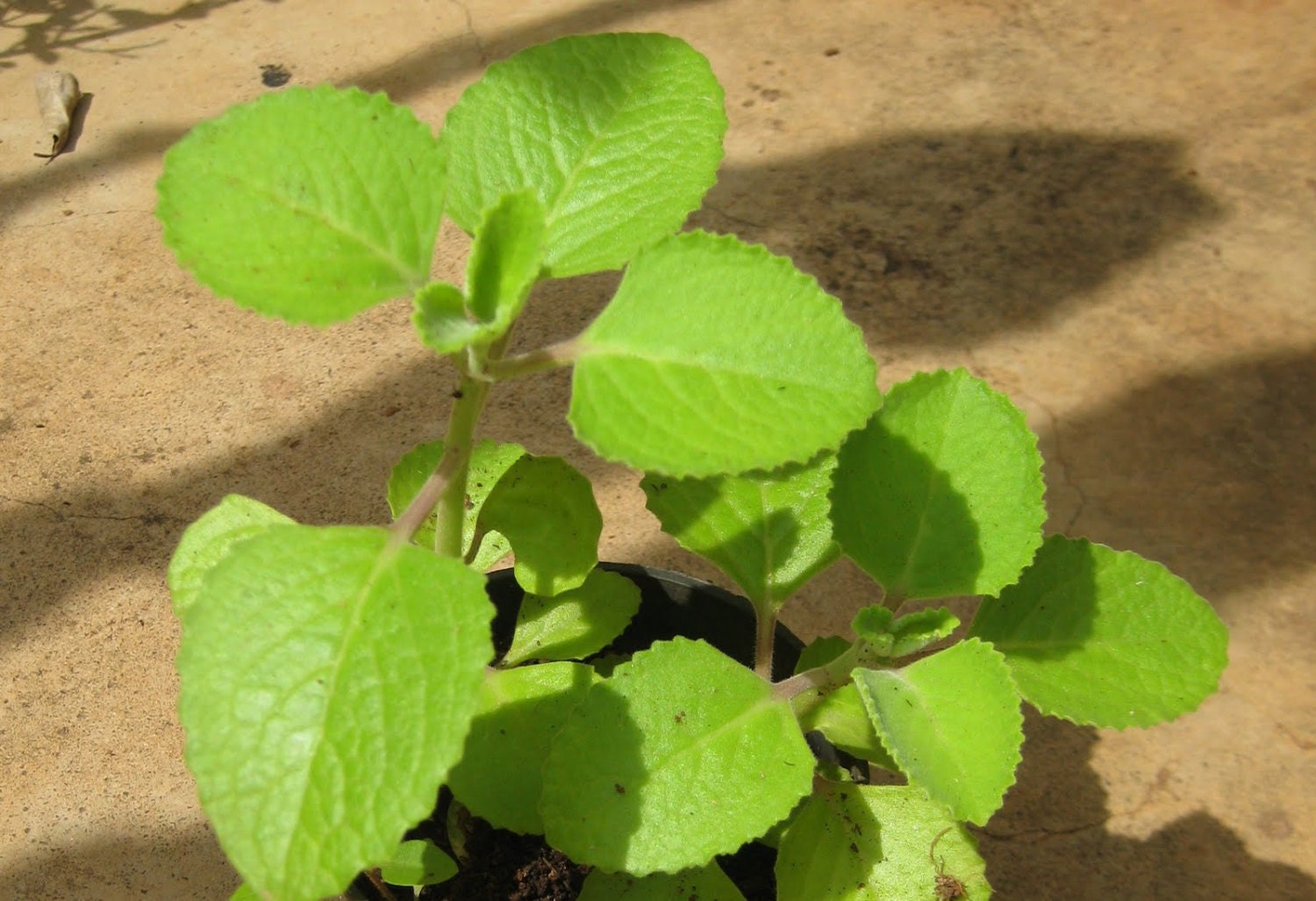 BIG SALE Ajwain Seeds This plant can be grown in a pot. It