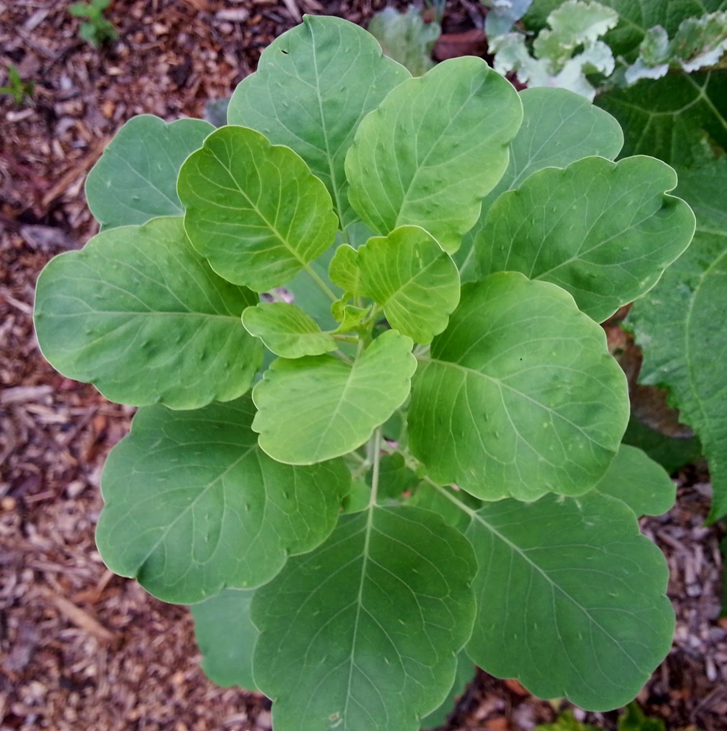 PAPALO HERB SEEDS Porophyllum ruderale Also by CaribbeanGarden