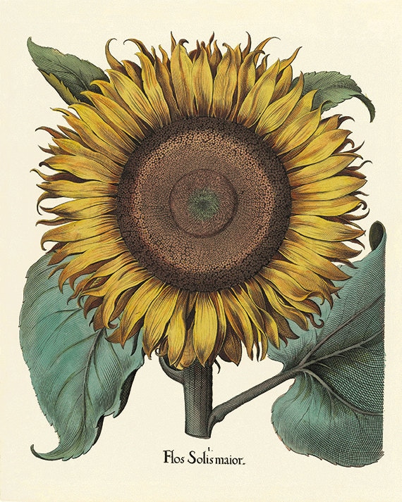 Sunflower art print Antique prints flower art print botanical